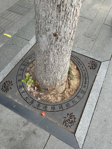 A tree with a circular plaque at its base. 3