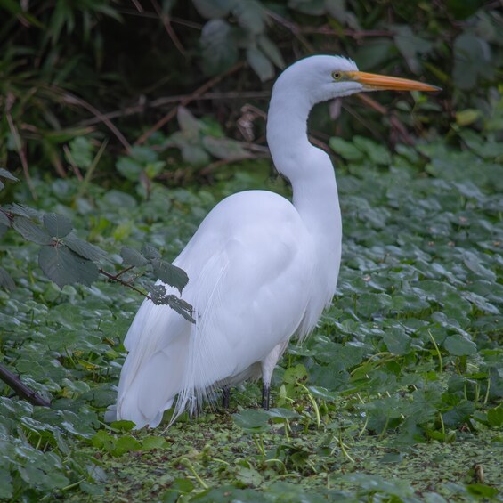 A white heron standing among green foliage. 3