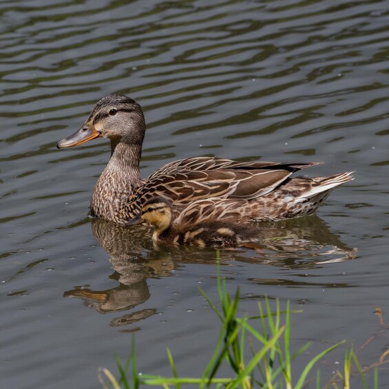 A duck swimming in a body of water with reflections and some grass in the foreground. 4