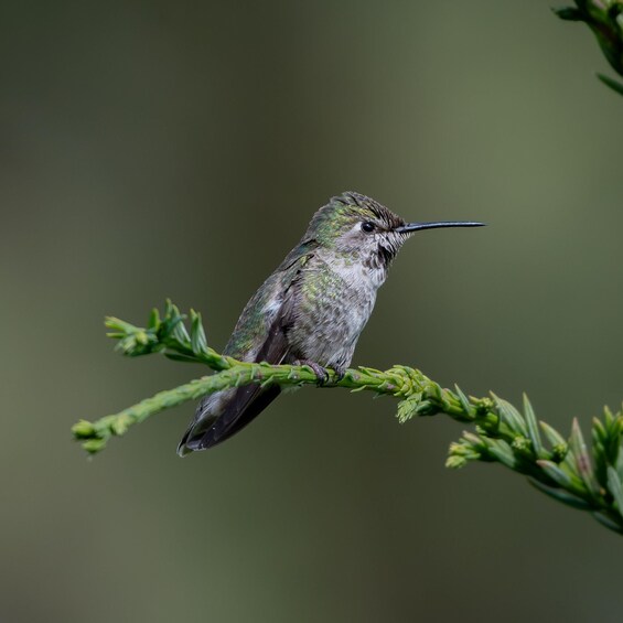 A hummingbird perched on a green branch. 1