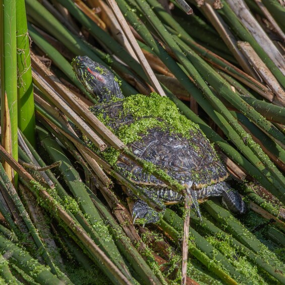 A turtle camouflaged among green reeds. 5