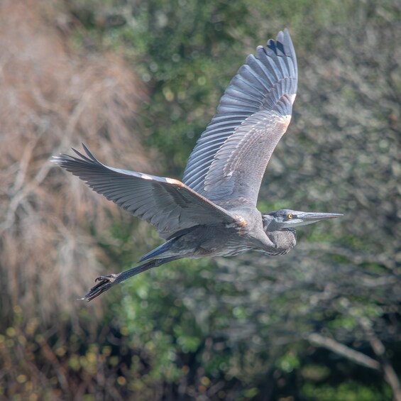 A bird in flight with outstretched wings, a long tail, and a pointed beak, against a backdrop of trees and shrubs. 2