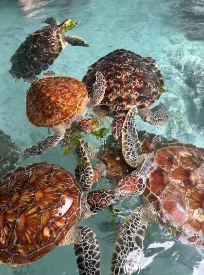 A group of sea turtles swimming in clear water. 5