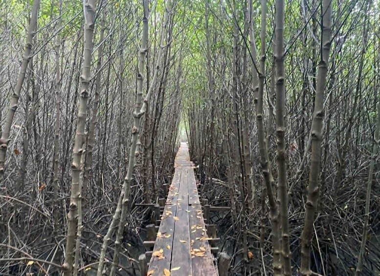 Picture 41 for Activity Kampot: Mangrove Forest, Hidden Caves,Veha Café &Pepper Farm 3