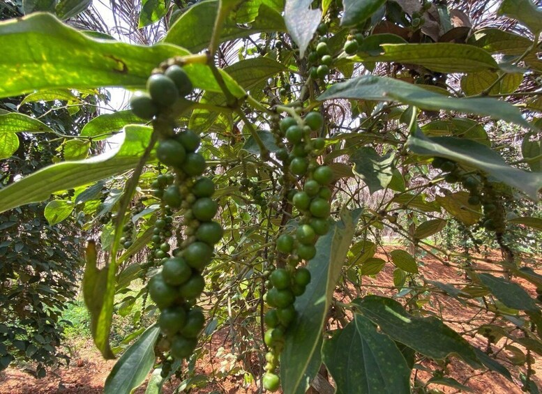 A plant with clusters of green fruits and broad leaves. 1