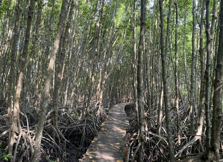 Picture 39 for Activity Kampot: Mangrove Forest, Hidden Caves,Veha Café &Pepper Farm 2