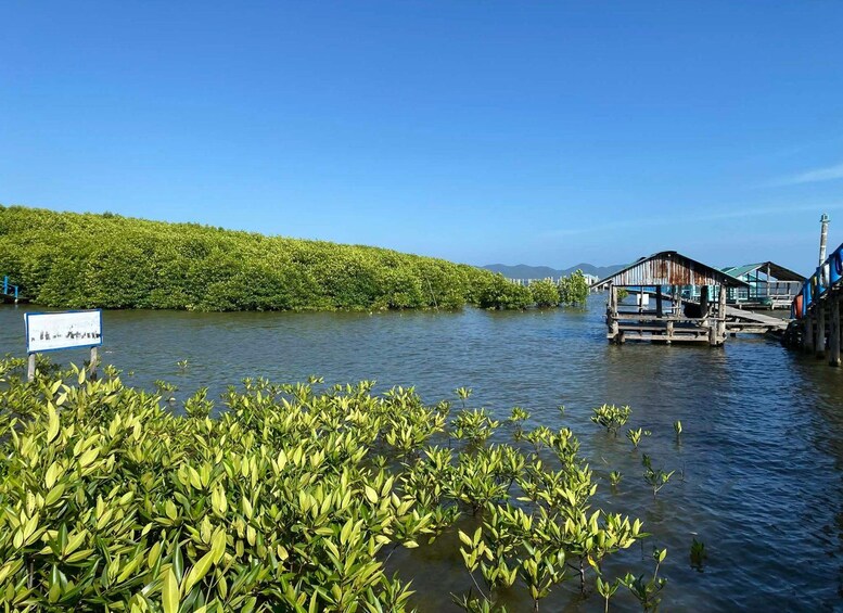 A mangrove forest, a wooden dock, and a clear blue sky. 5