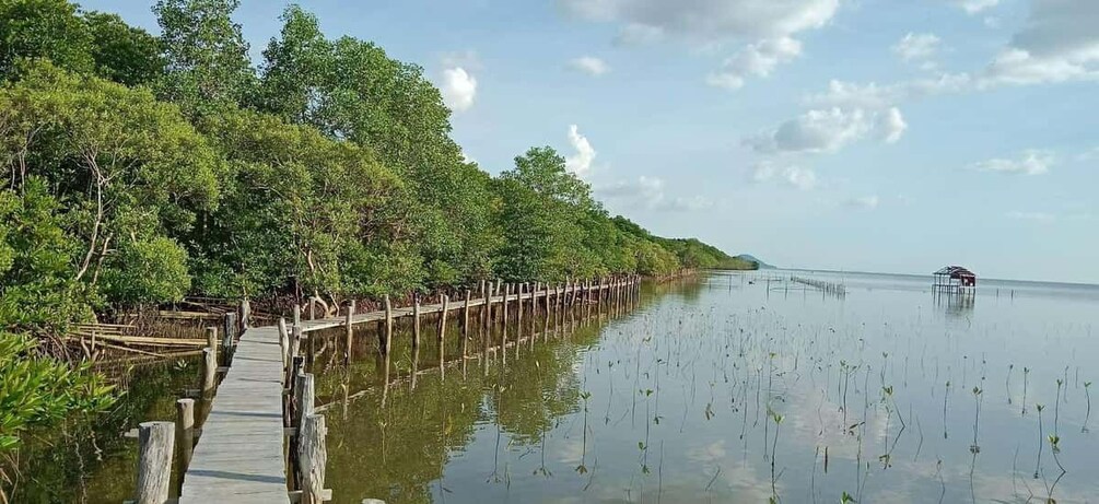 A wooden boardwalk leading through a mangrove forest, a calm water body, and a small structure in the distance. 5