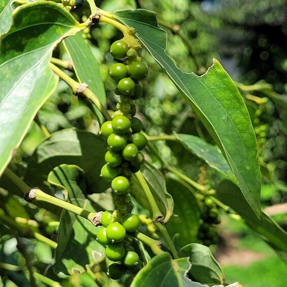 Picture 4 for Activity Kampot Pepper Farm, Salt Pans, Secret Lake, Cave &Mangroves 3