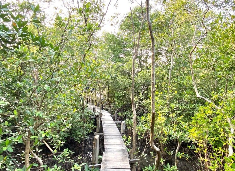 Picture 48 for Activity Kampot Pepper Farm,Salt Pans,Secret Lake & Mangrove Eco-Tour 5