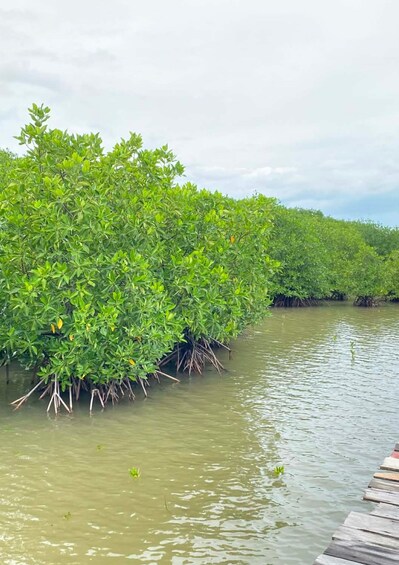 Picture 47 for Activity Kampot Pepper Farm,Salt Pans,Secret Lake & Mangrove Eco-Tour 2