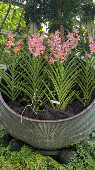 A large potted orchid plant with pink flowers and green leaves. 3