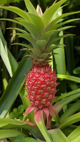 A pineapple plant with a red pineapple in full bloom. 5