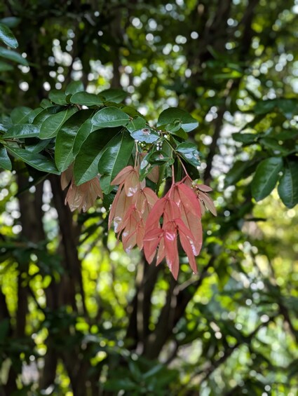 A tree with green leaves and pinkish-red flowers. 2