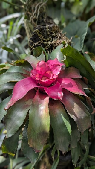 A bromeliad plant with pink and green leaves. 4