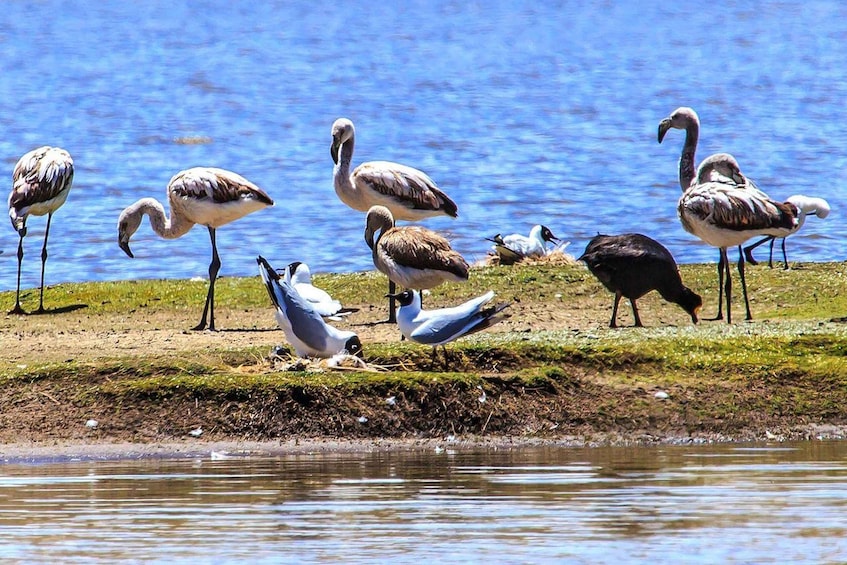 A group of flamingos and seagulls by a body of water. 1
