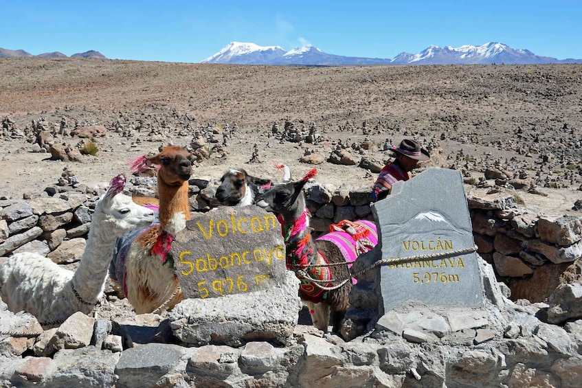 Llamas and a person with a sign indicating the height of Volcan Sabancaya. 5