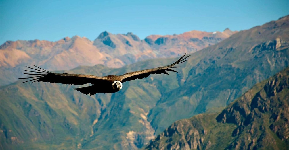 An eagle in flight over a mountainous landscape. 2