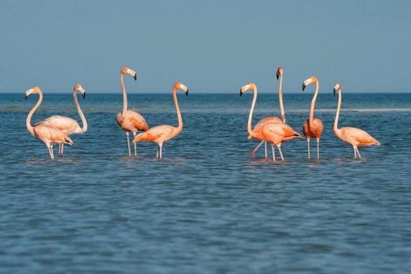 Flamingos standing in shallow water. 2