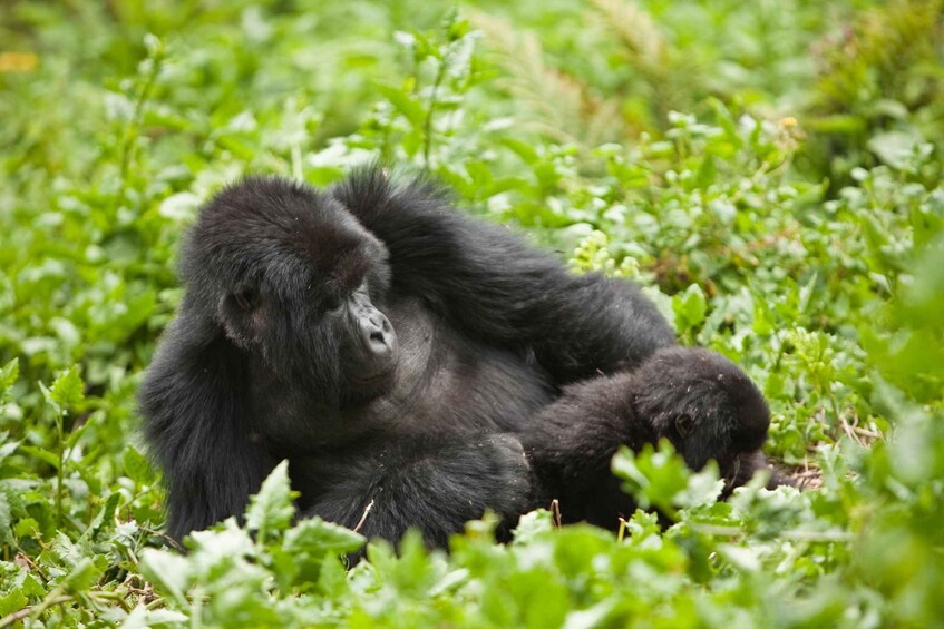 A gorilla lying on the ground surrounded by green foliage. 2