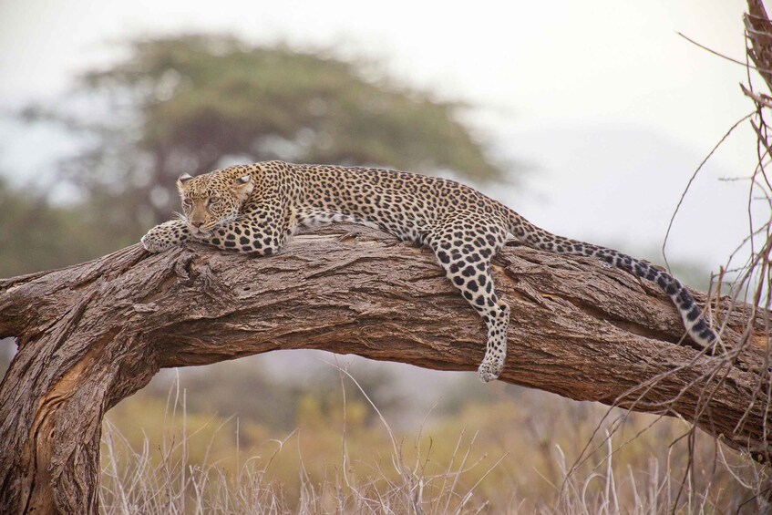 A leopard resting on a tree branch in a natural landscape. 1