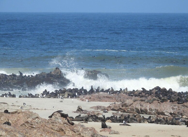 A rocky beach with a large colony of seals and birds. 5