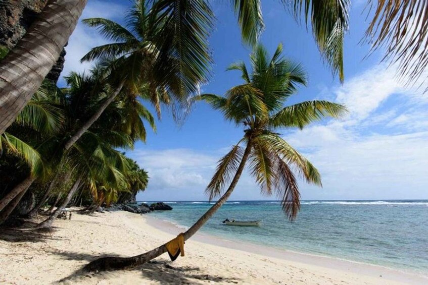 A beach with palm trees, a sandy shore, and calm ocean water. 5