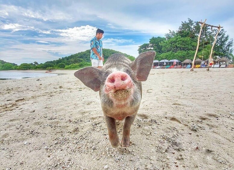 A pig on a sandy beach with a person in the background and a hut structure. 1