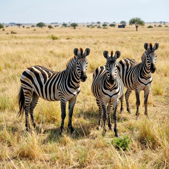 Three zebras standing in a grassy savannah with sparse trees in the background. 5