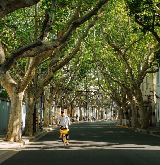 A tree-lined street with a cyclist riding a yellow bicycle. 5