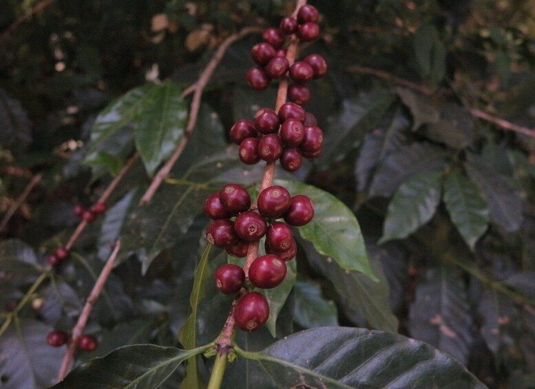 Un caféier portant des grappes de baies de café encore vertes. 5