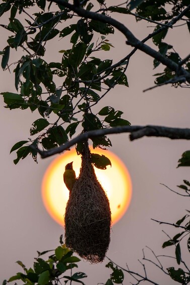 Pesä roikkuu puun oksalla, taustalla paistaa aurinko. 4