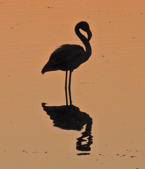 A silhouette of a bird standing in water with its reflection. 4