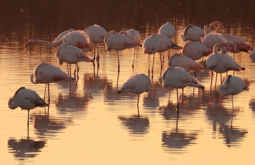 A group of flamingos standing in shallow water during sunset. 2