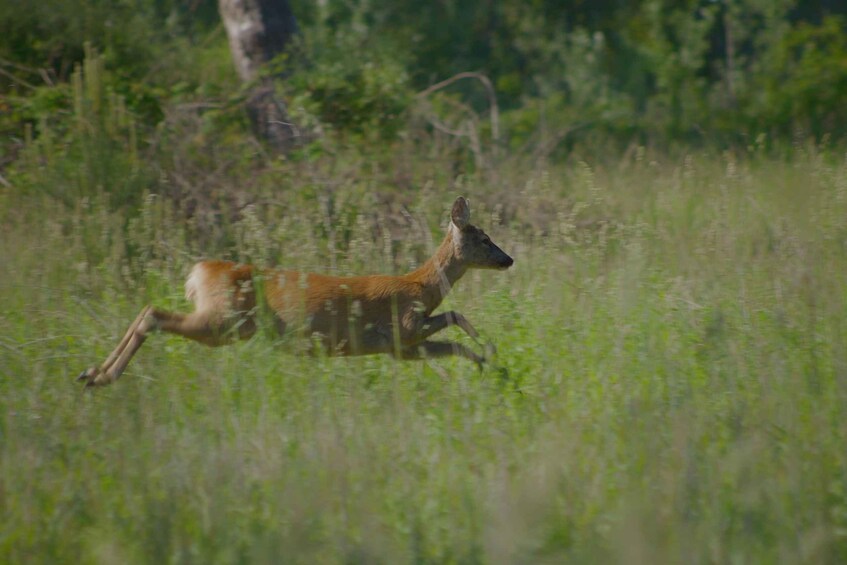 A deer running through a grassy field. 1