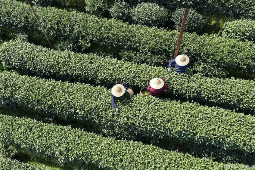 A person in a blue uniform and straw hat working in a tea plantation. 2