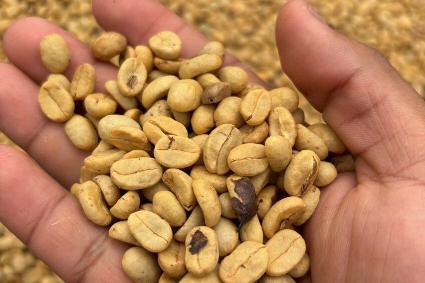 A hand holding coffee beans. 4