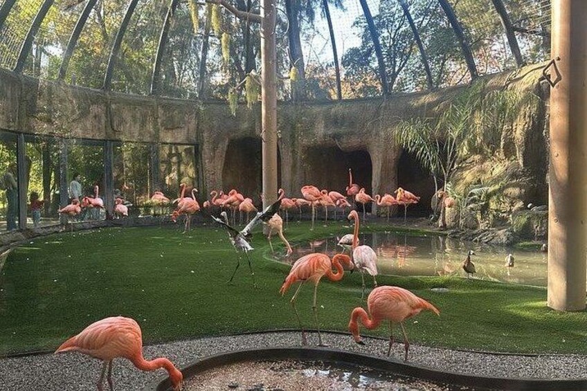 A glass-enclosed aviary with flamingos and a pond. 2