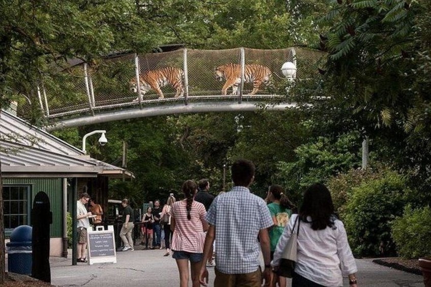 A walkway with a metal bridge, a tiger enclosure, and a building with a green roof. 4