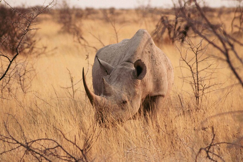 A rhinoceros in a dry grassland with sparse trees. 4