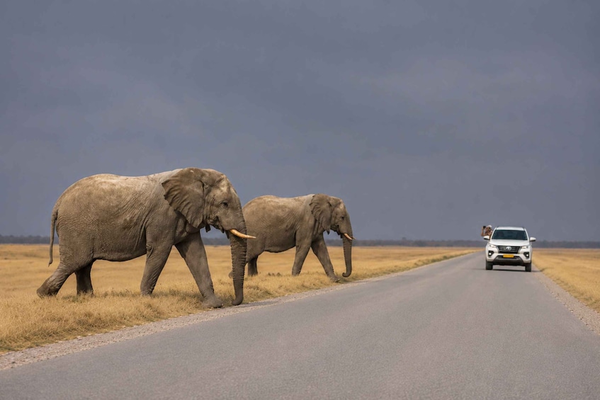 Two elephants walking on a road with a vehicle in the background. 1