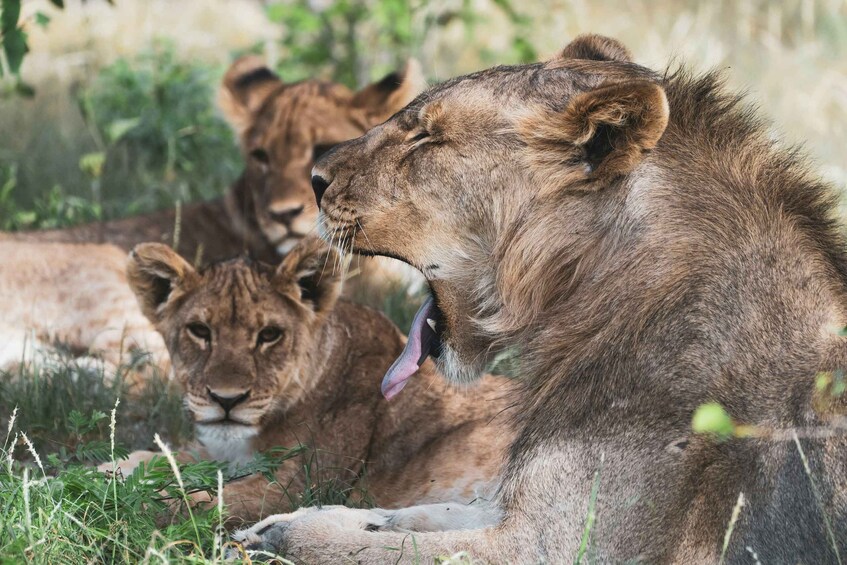 Three lions resting in a grassy area with some foliage in the background. 3
