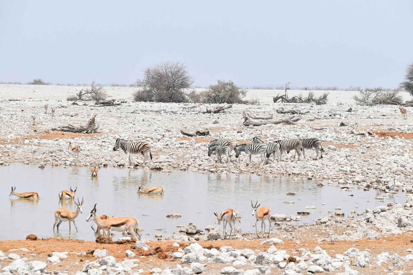 A dry lakebed with zebras and antelopes near a water hole. 2