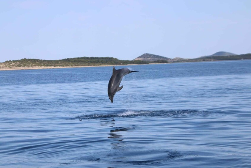 A dolphin leaping out of the water. 5