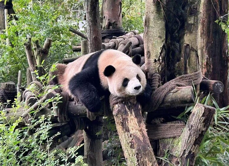 A panda resting on a tree branch in a forested enclosure. 3