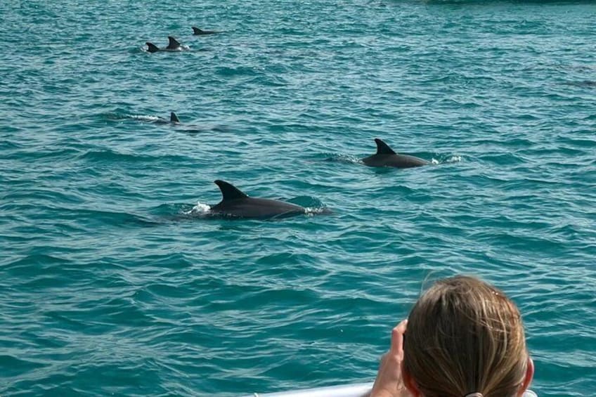 A person observing dolphins swimming in the ocean. 5