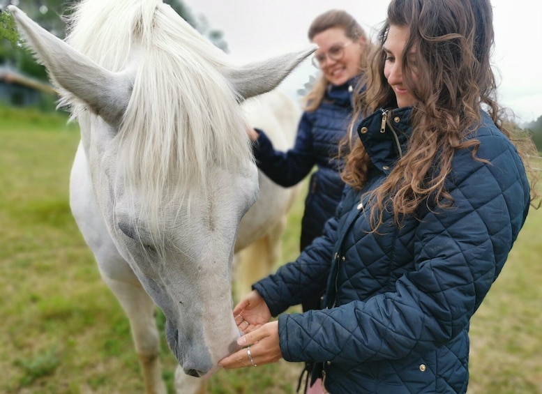 A person feeding a white horse in a grassy field. 4