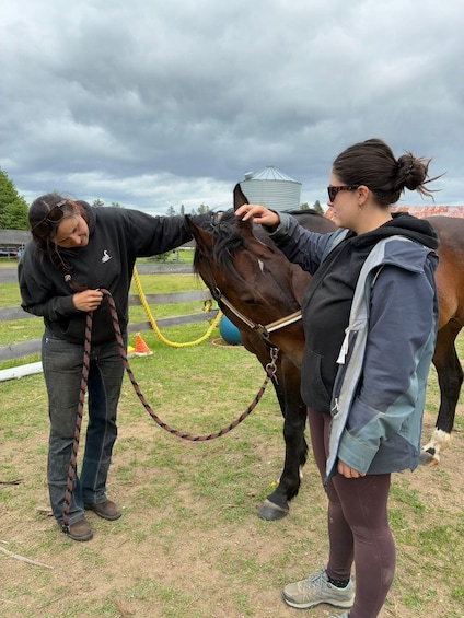 Two people interacting with a horse in an outdoor setting. 5