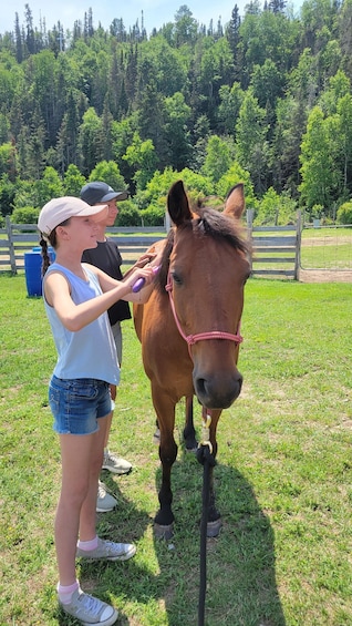A person grooming a horse in a grassy field with trees in the background. 2