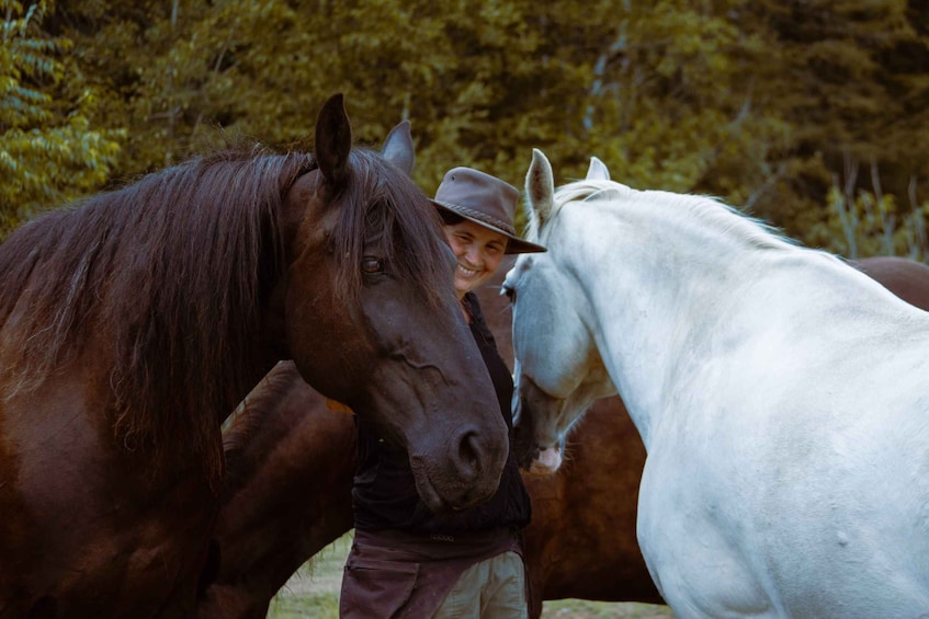 Two horses, one brown and one white, standing close together. 3